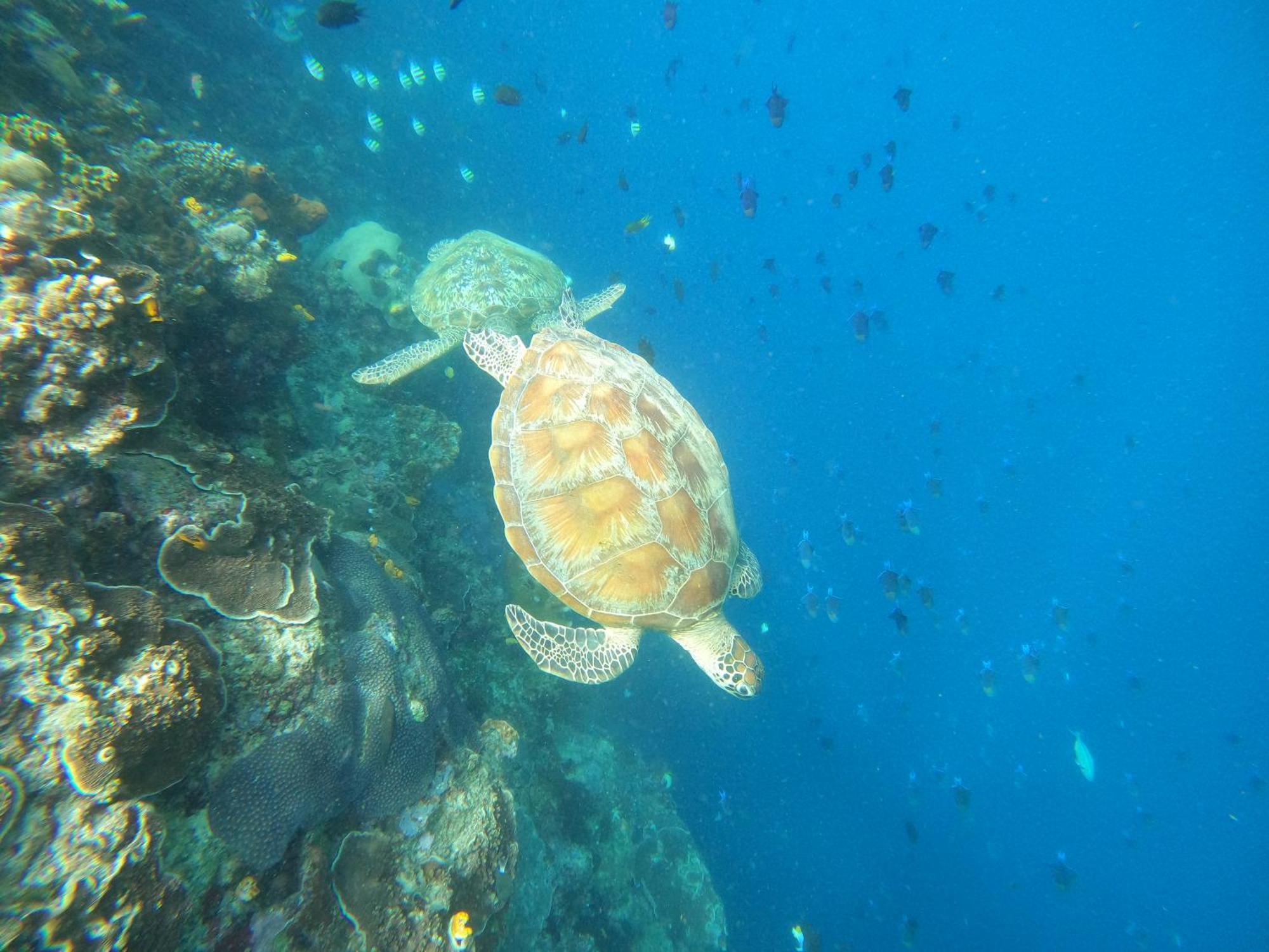 4 Sisters Divers Bunaken Exterior foto