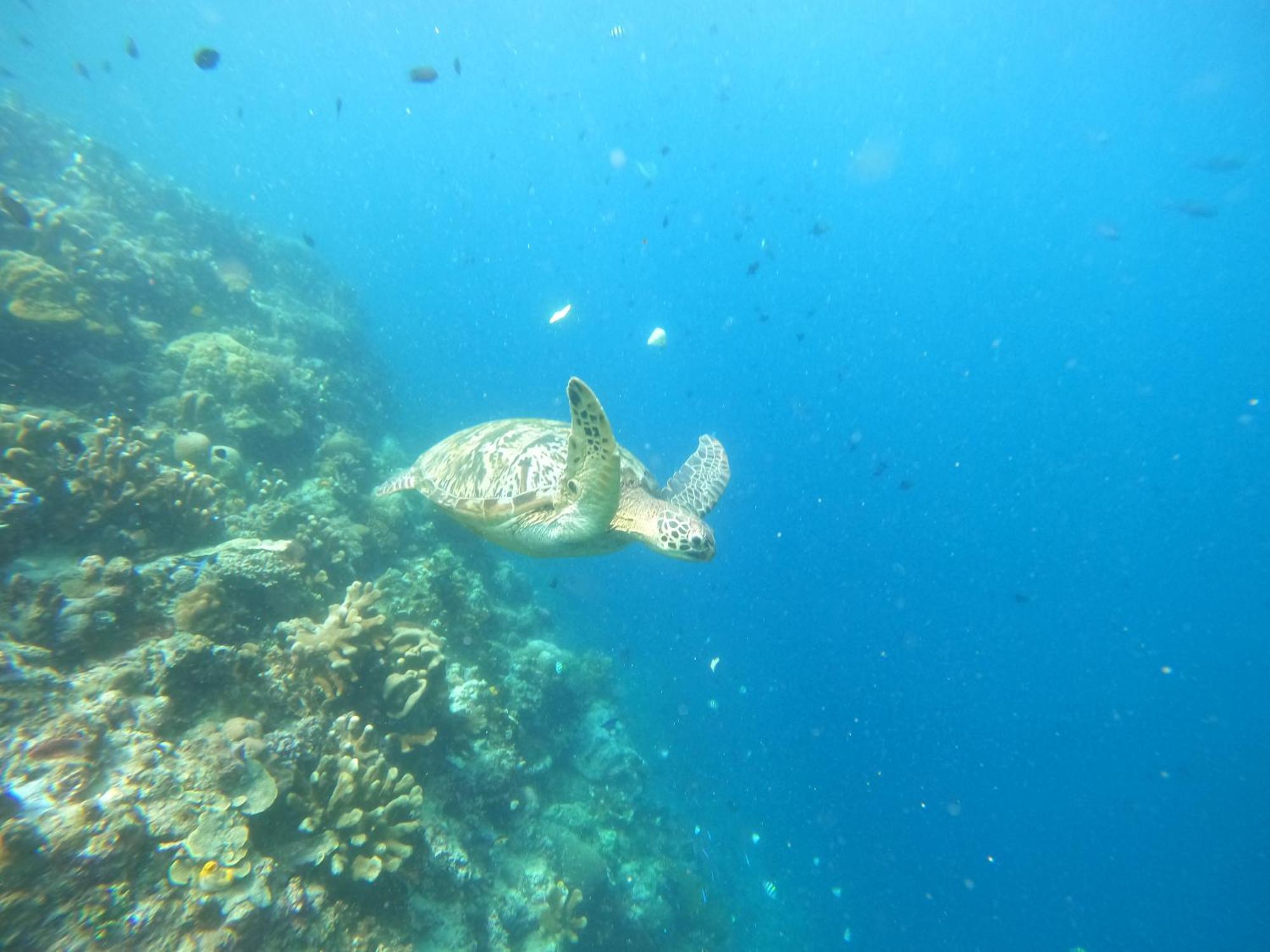 4 Sisters Divers Bunaken Exterior foto