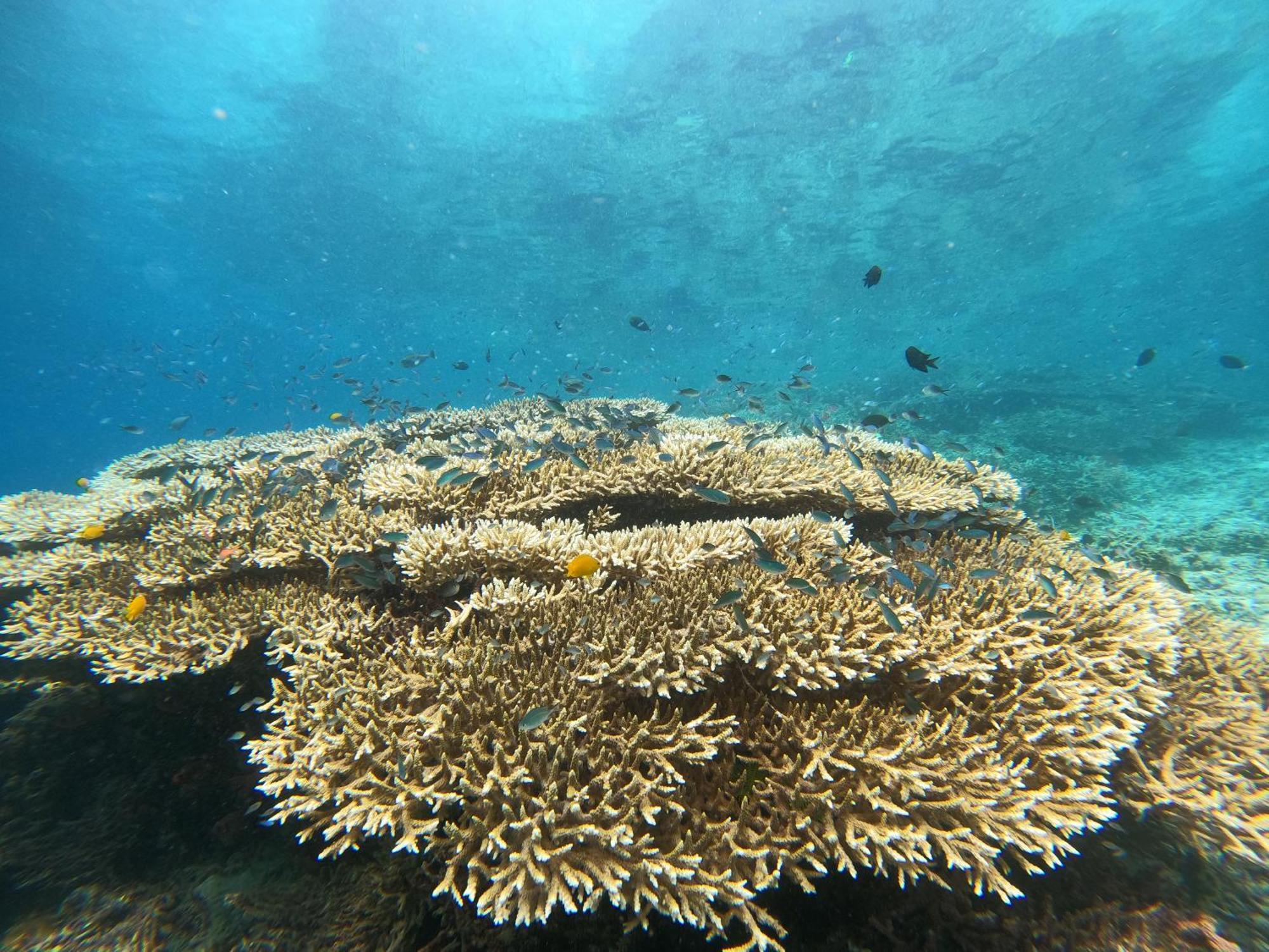 4 Sisters Divers Bunaken Exterior foto