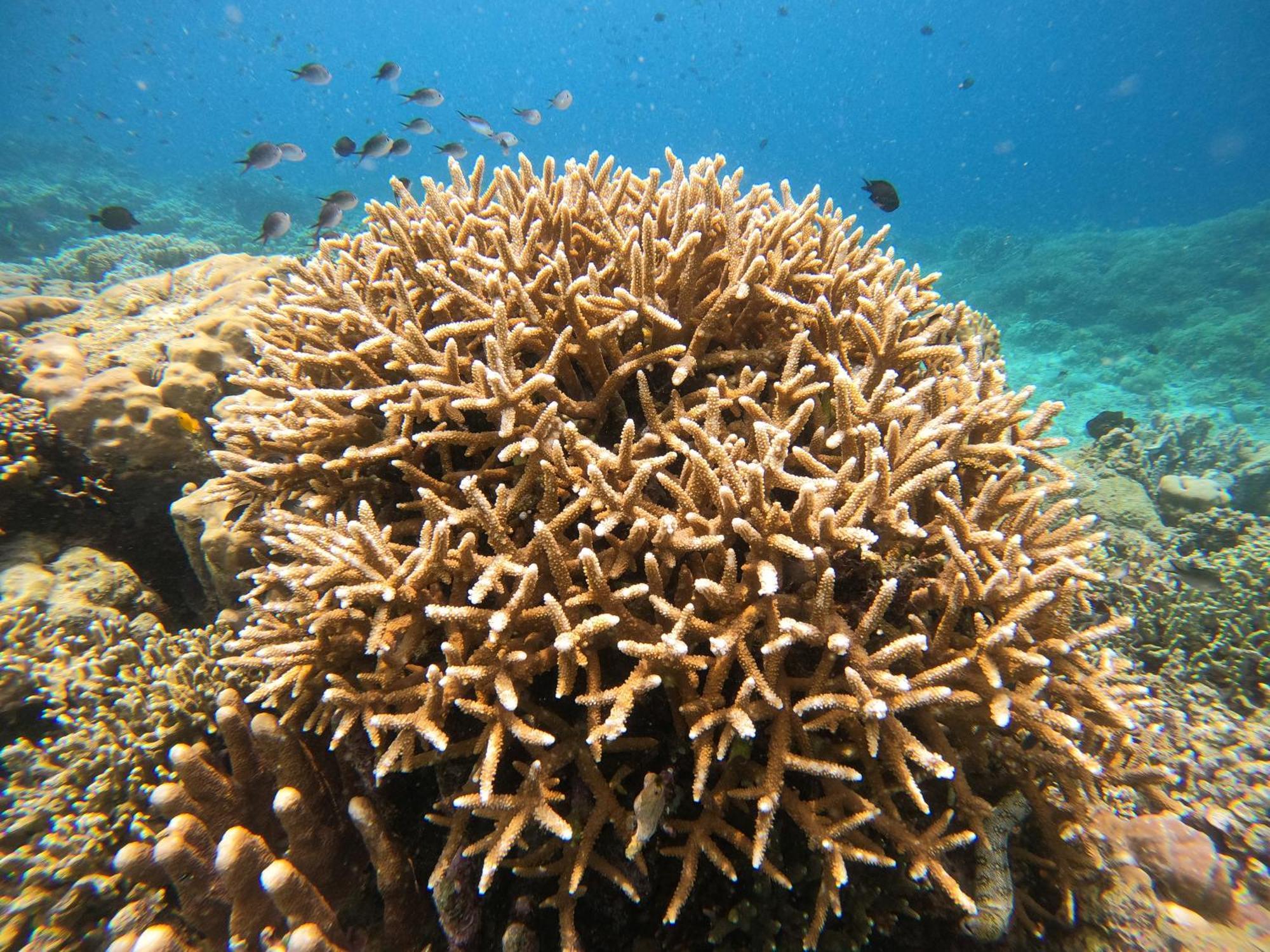 4 Sisters Divers Bunaken Exterior foto