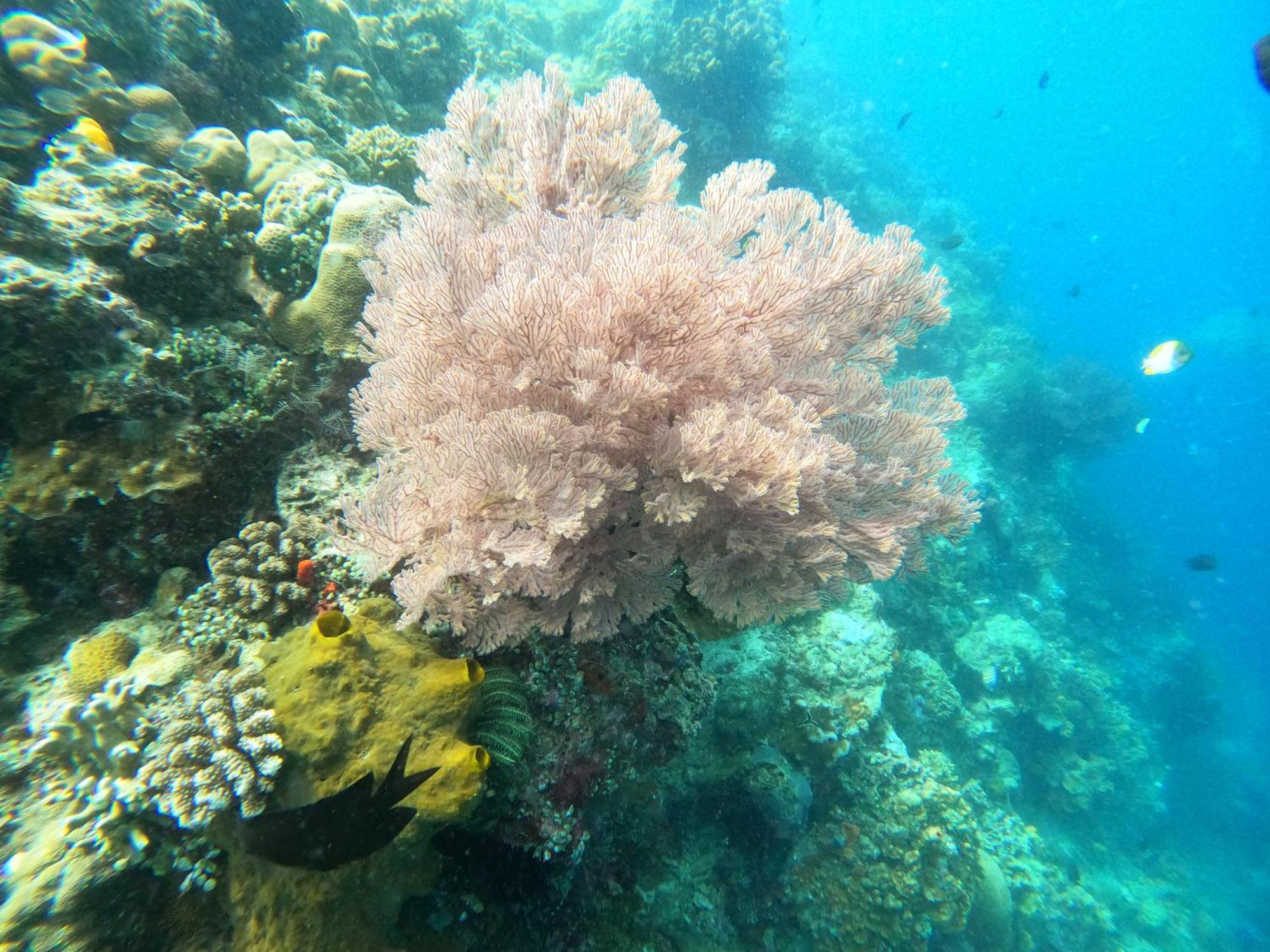 4 Sisters Divers Bunaken Exterior foto