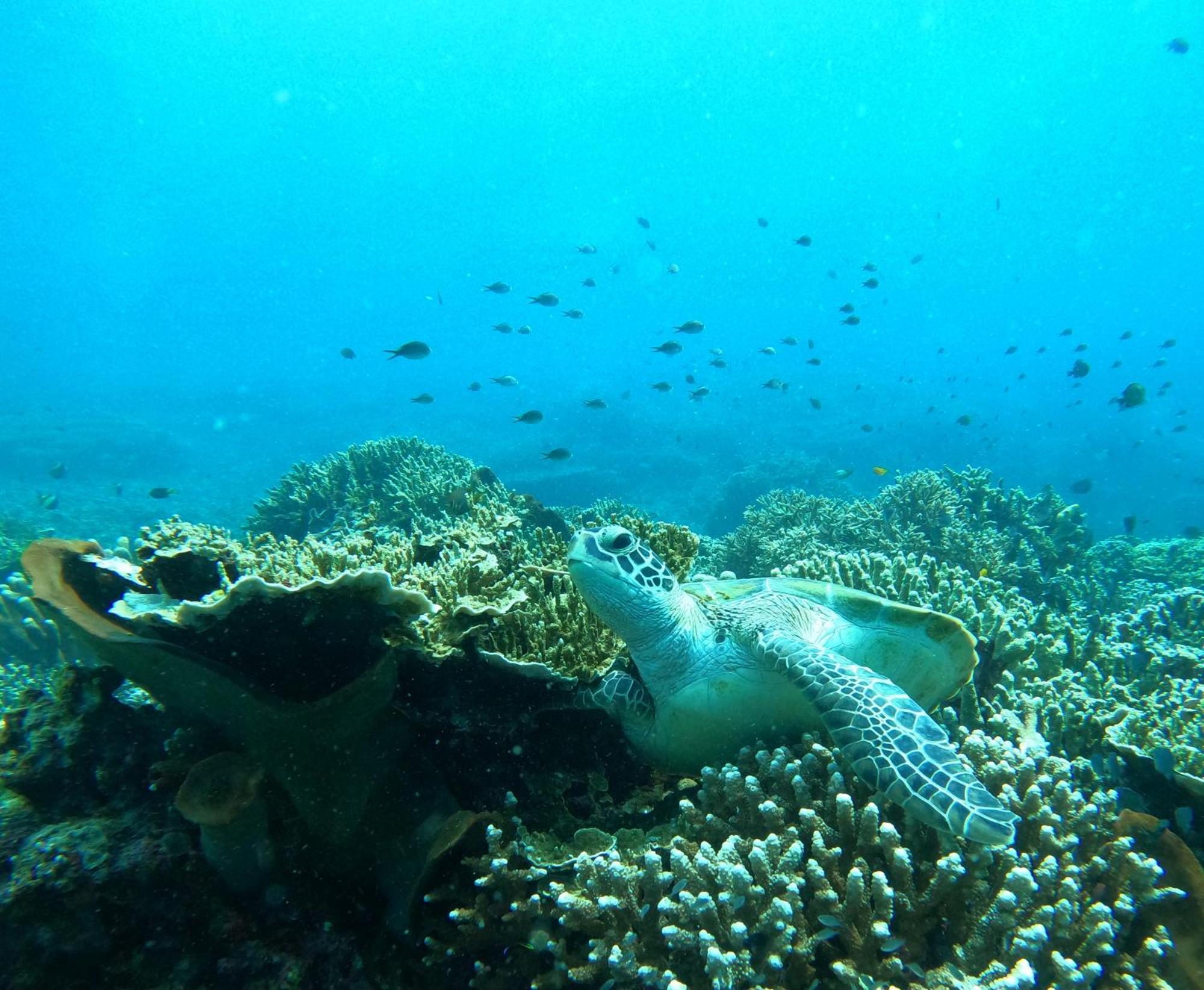 4 Sisters Divers Bunaken Exterior foto