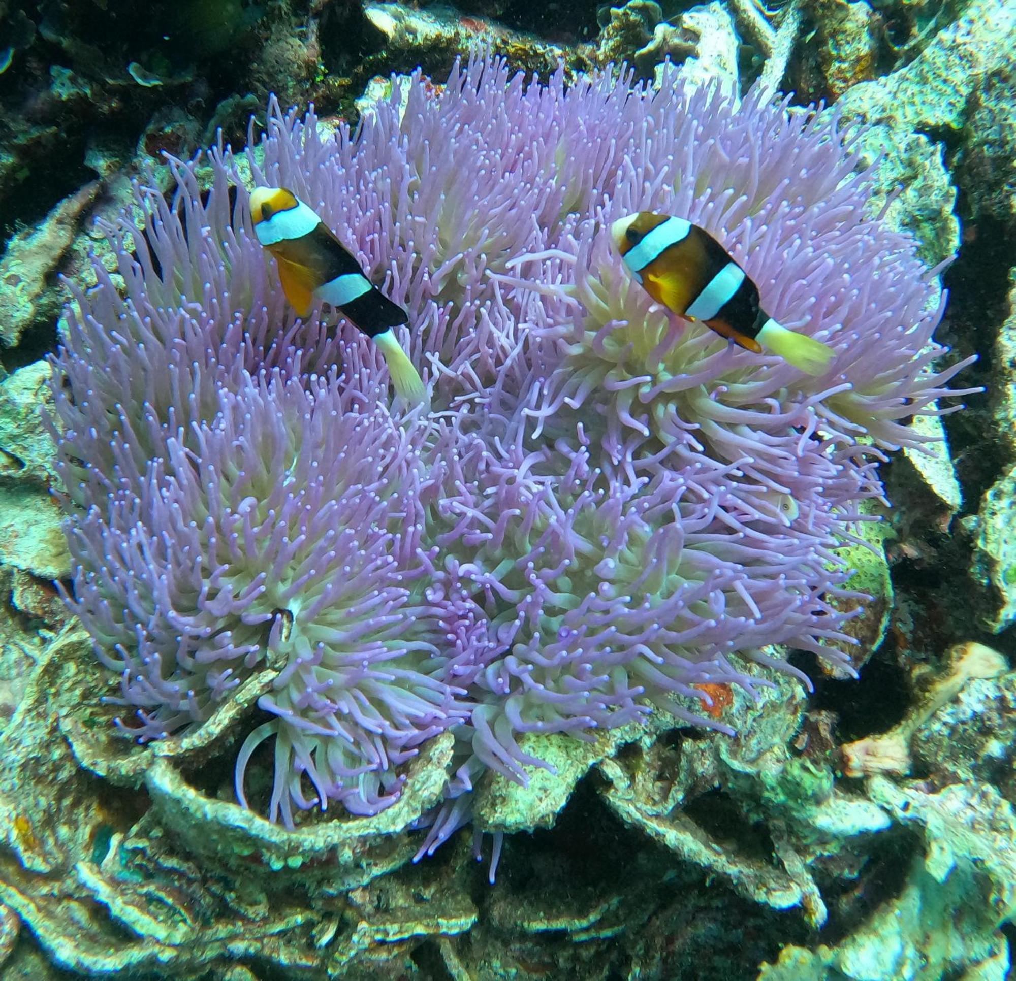 4 Sisters Divers Bunaken Exterior foto